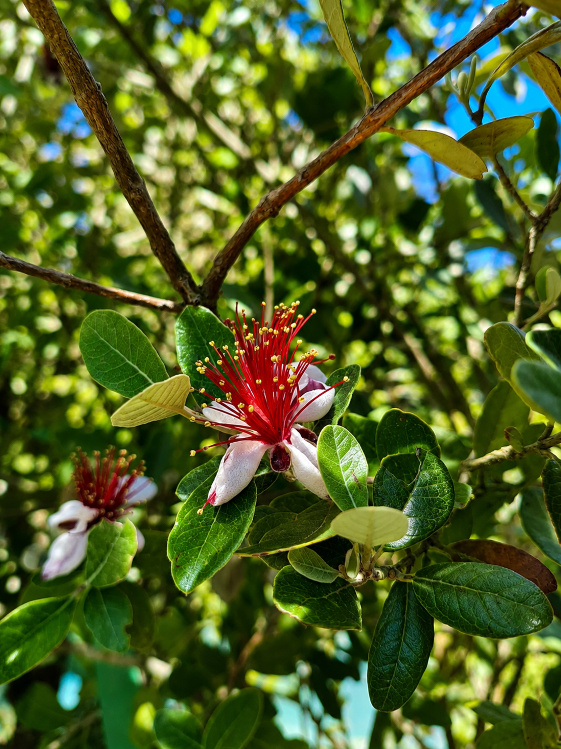 Фейхоа  'Feijoa sellowiana'