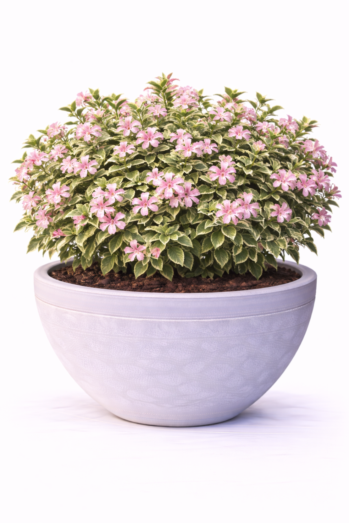 Вейгела ‘Variegata’ Weigela florida ‘Variegata’