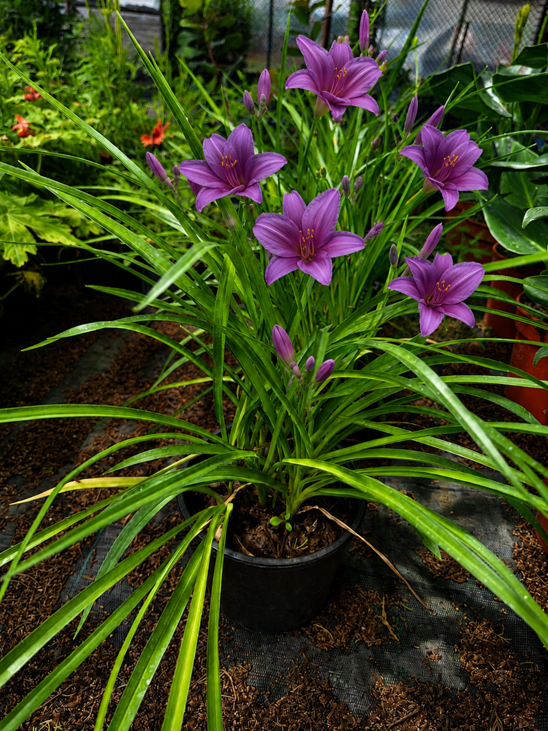 Хемерокалис   'Hemerocallis spp.'