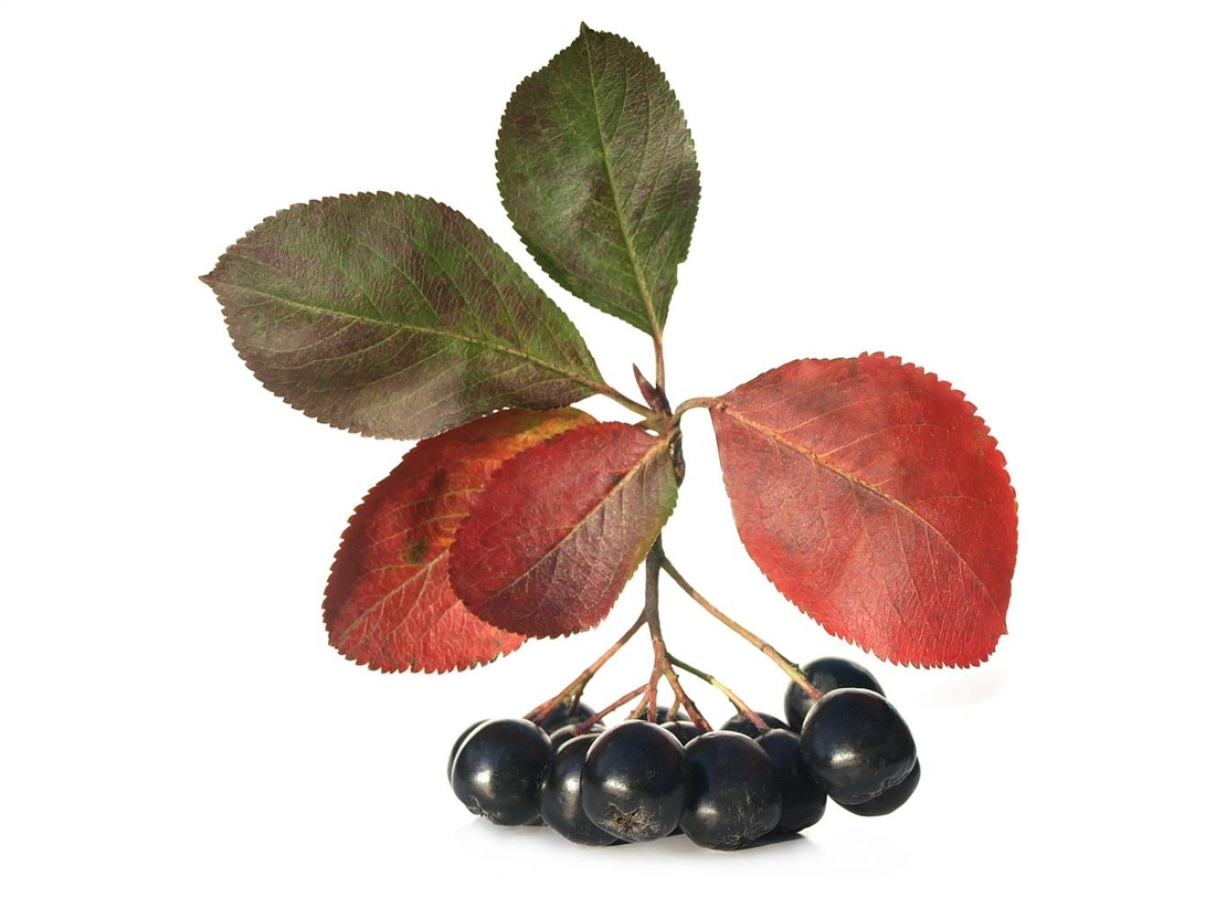 Арония	Аronia macrocarpa