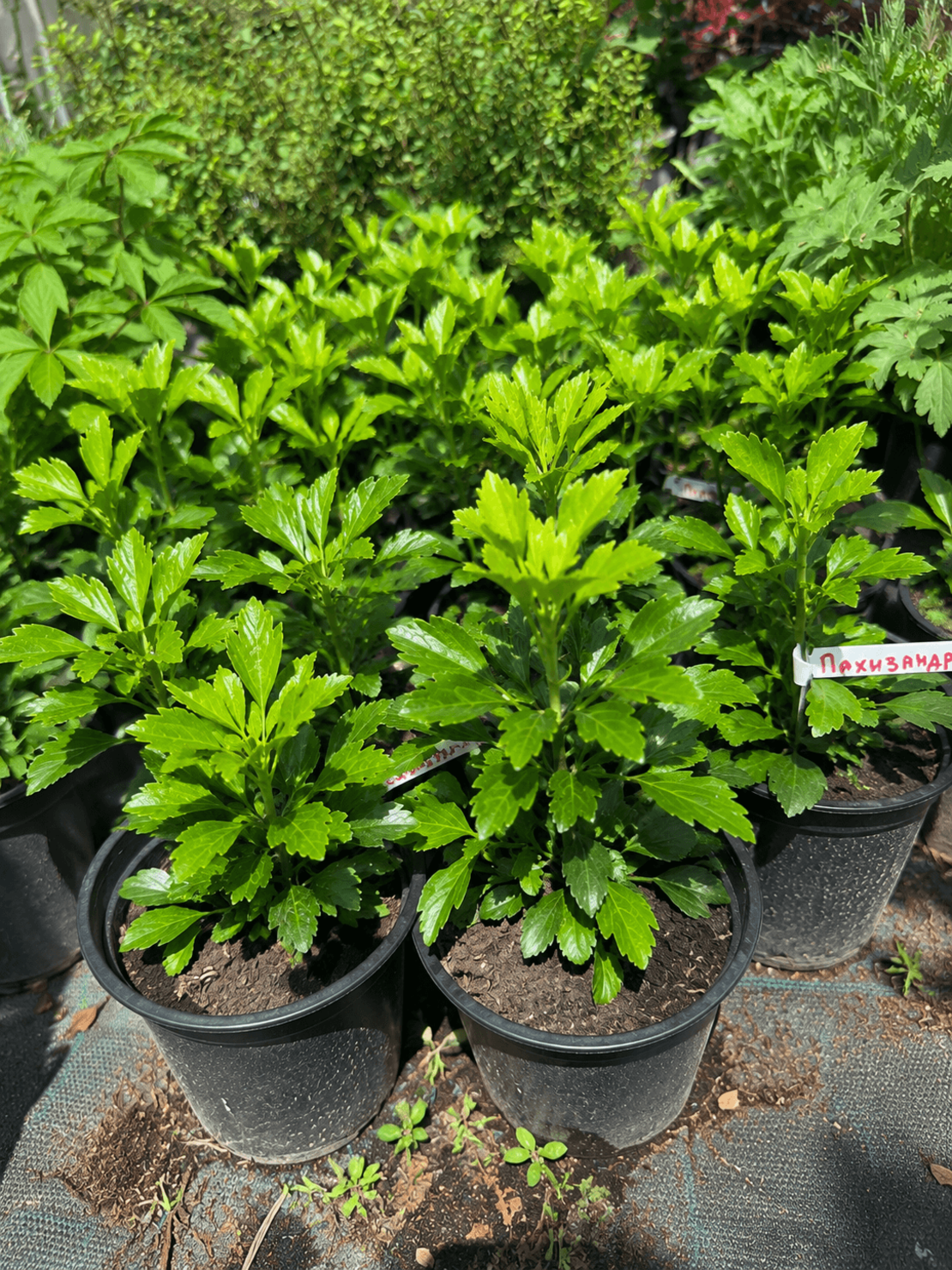 Пахизандра 'Pachysandra terminalis'