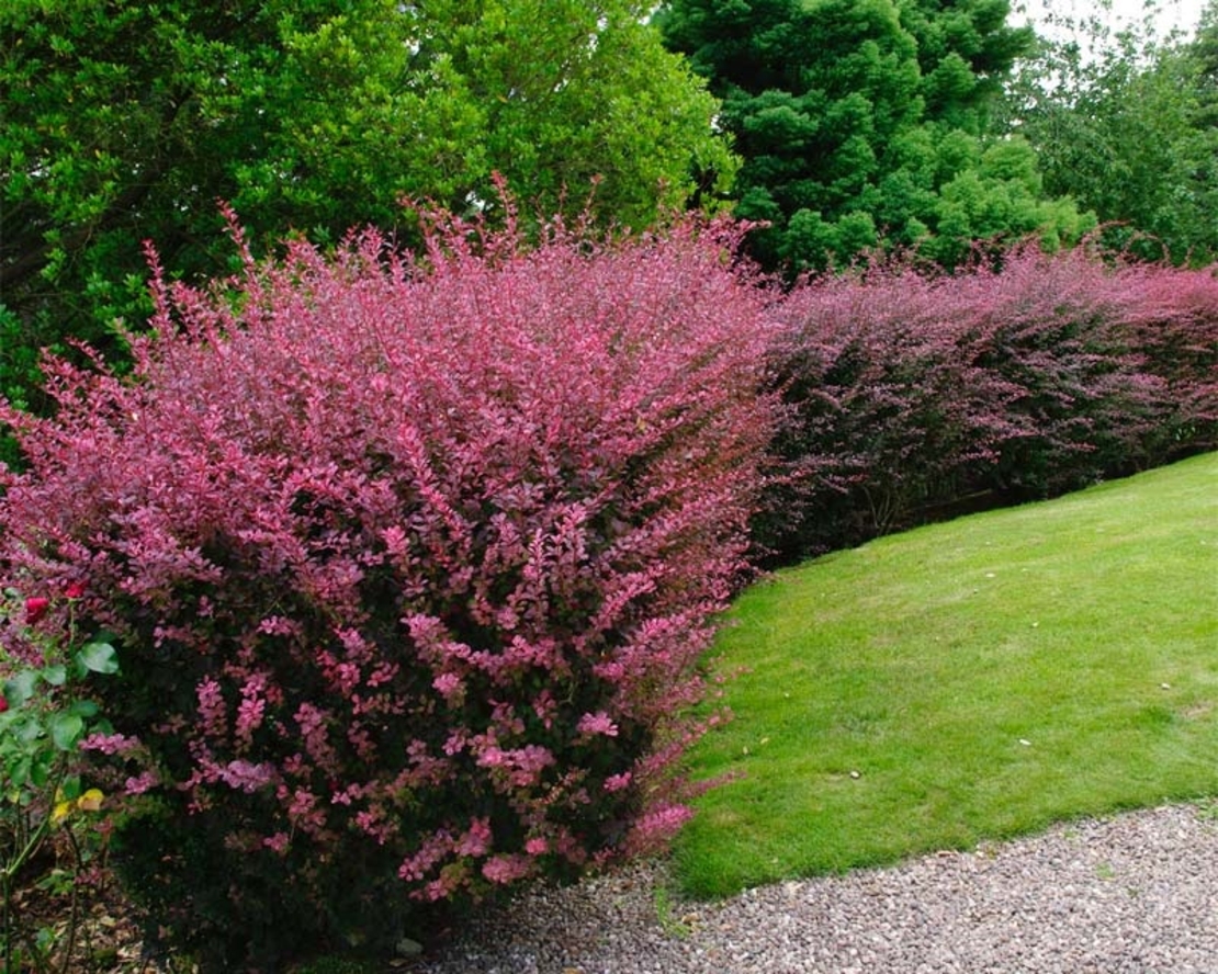 Берберис Тунберг ‘Aurea’ Berberis thunbergii ‘Aurea’
