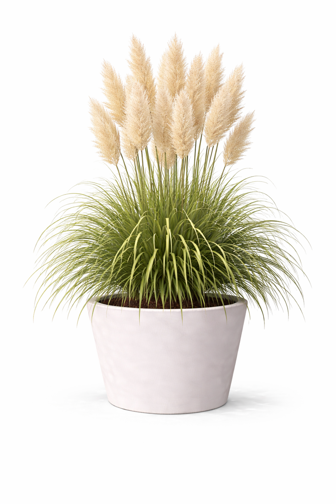 Кортадерия (пампасна трева) Cortaderia selloana