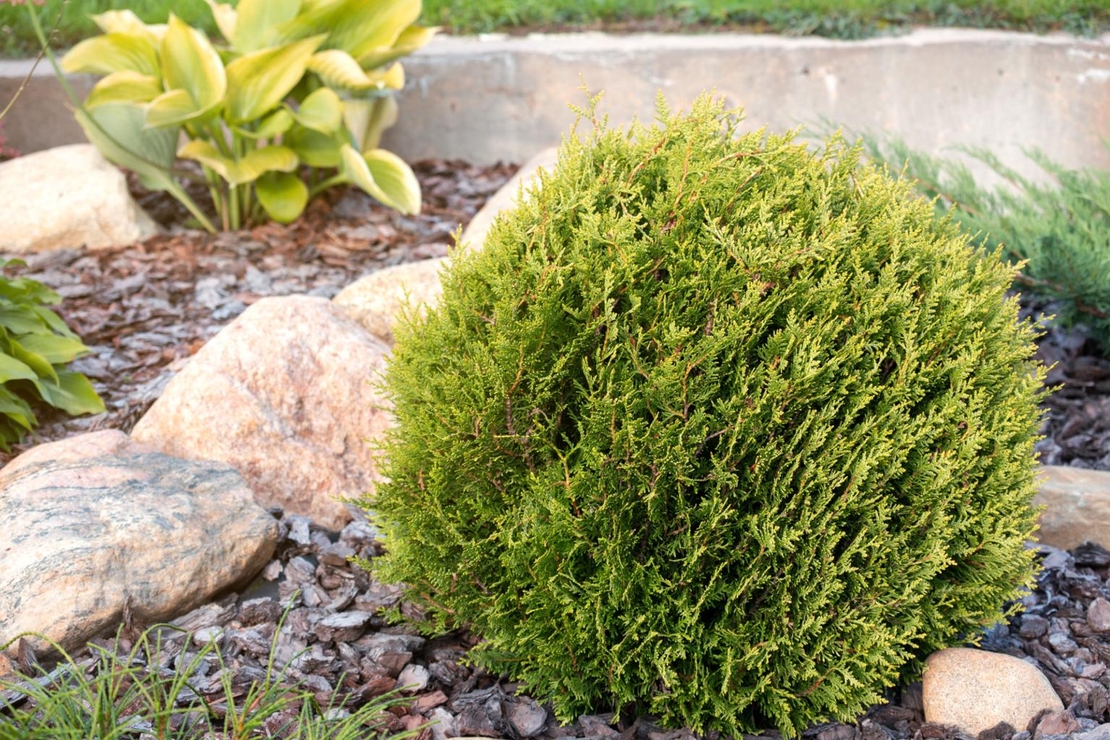 Туя Теди  Thuja occ. 