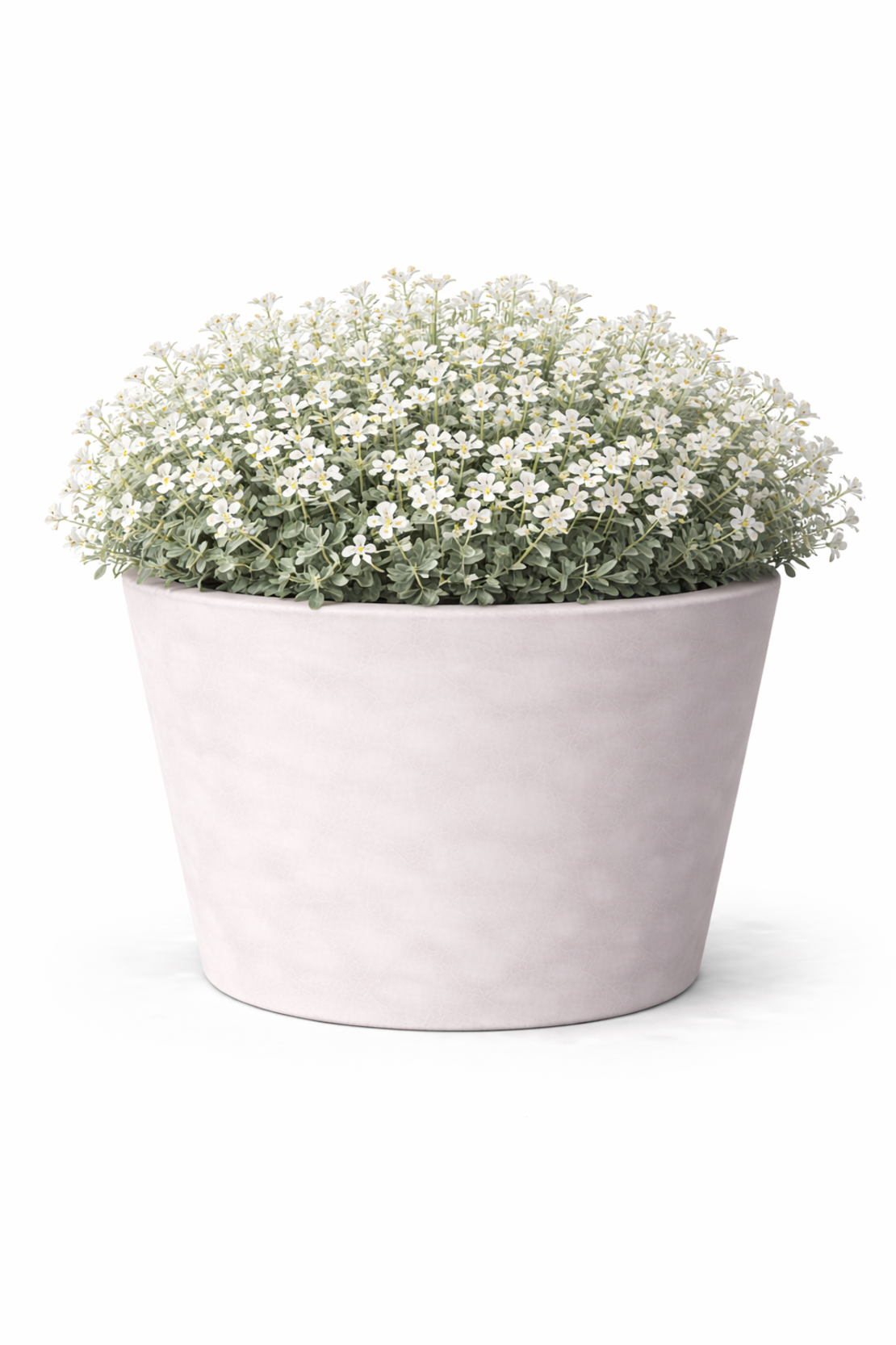 Церастиум (сребърна тревичка) Cerastium tomentosum