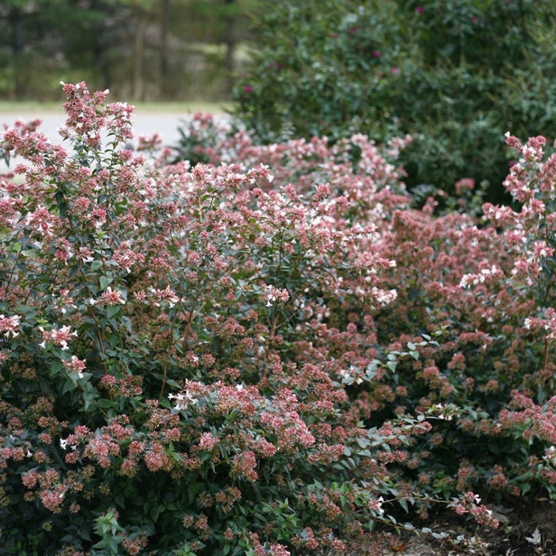 Абелия (голямоцветна) Abelia × grandiflora