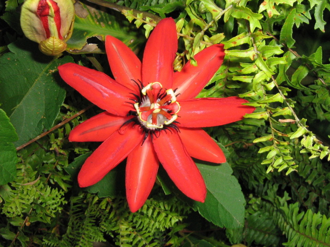 Кампсис (текомa) Tecoma radicans