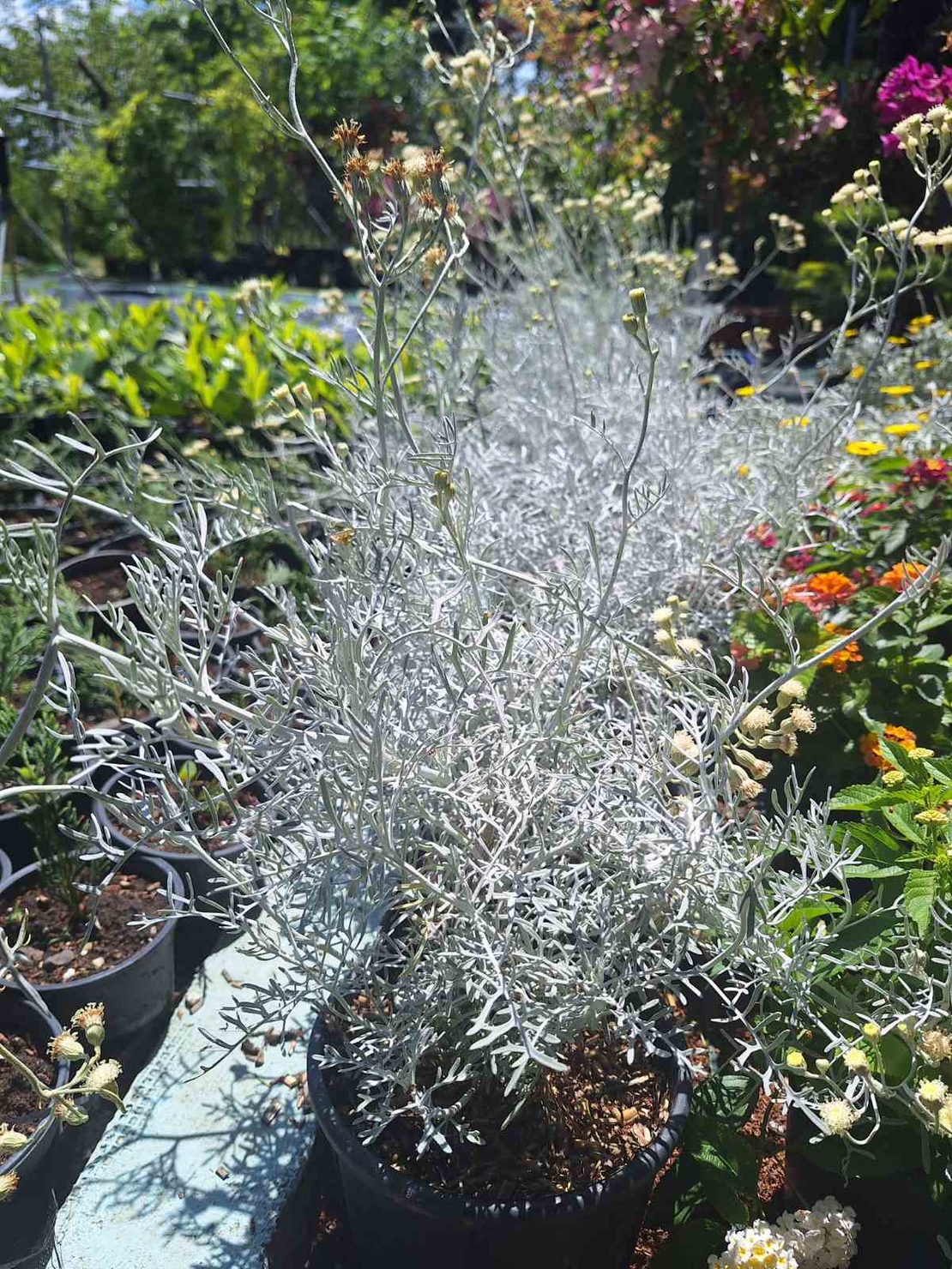 Сребриста цинерария 'Senecio cineraria'