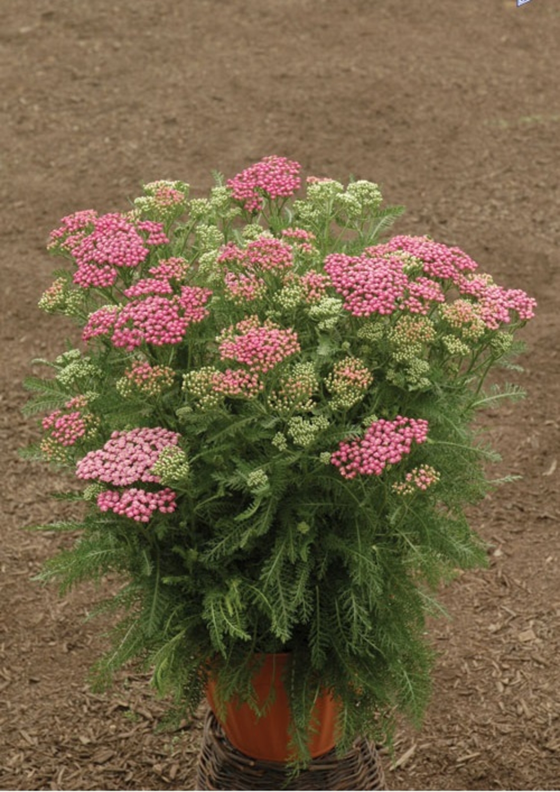 Ахилея (равнец) Achillea spp.