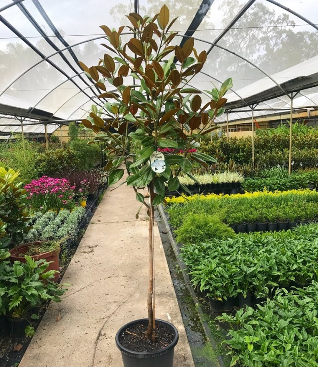 Магнолия ‘Little Gem’ Magnolia grandiflora ‘Little Gem’