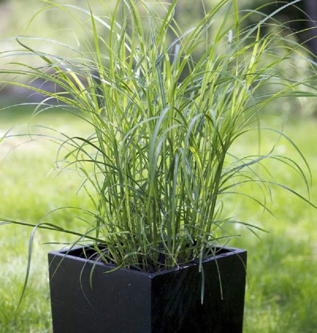 Кортадерия (пампасна трева) Cortaderia selloana