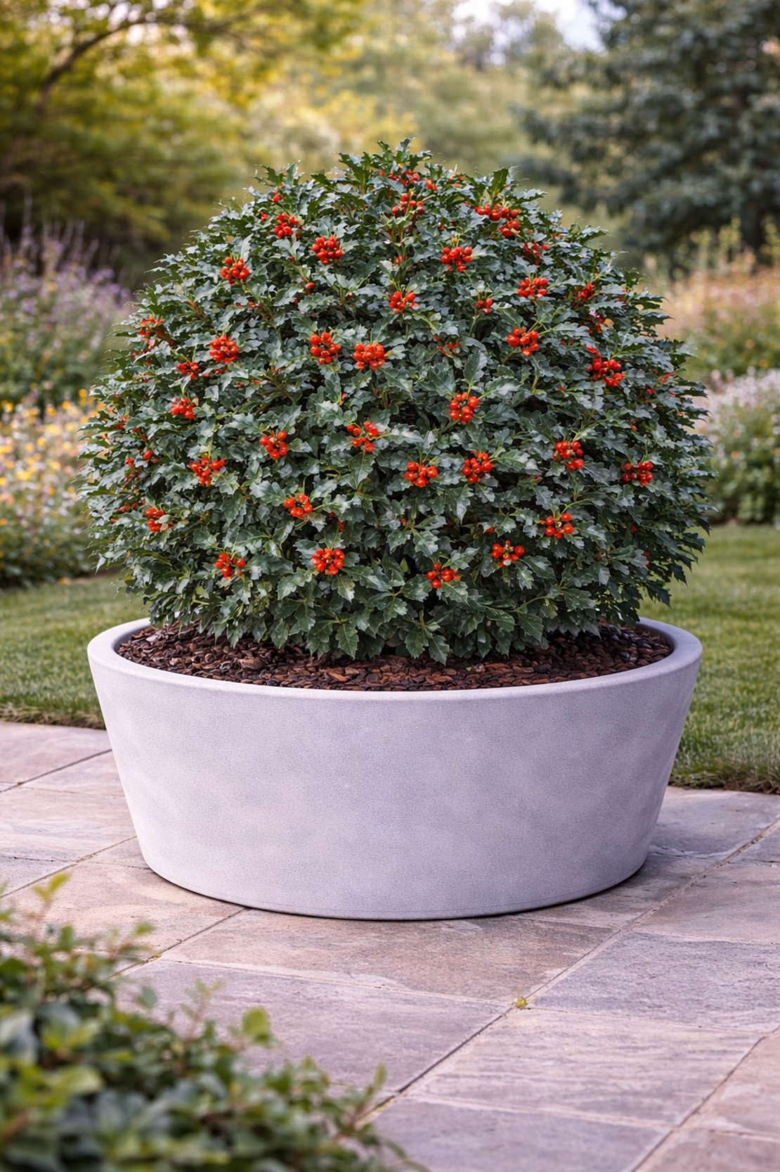 Джел ‘Blue Angel’ Ilex × meserveae ‘Blue Angel’