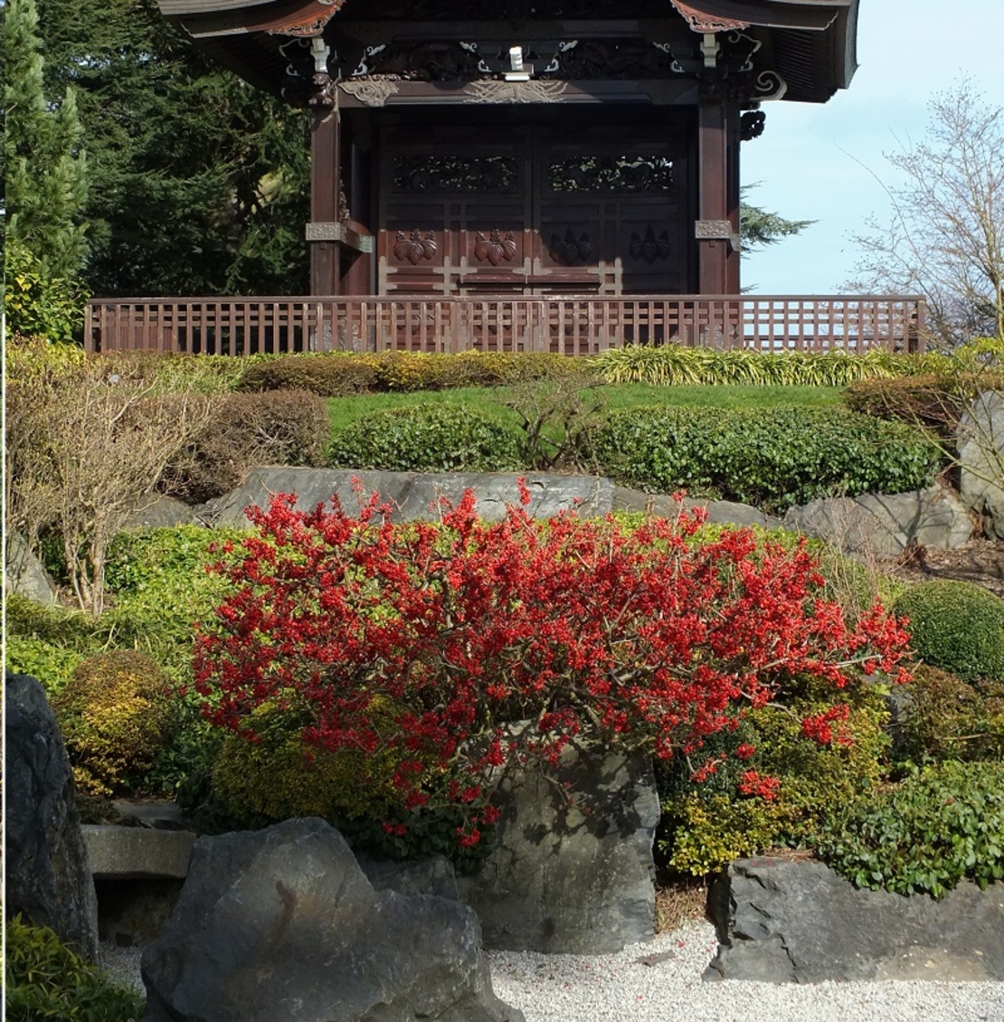 Дюля декоративна ‘Pink Lady’ Chaenomeles japonica ‘Pink Lady’