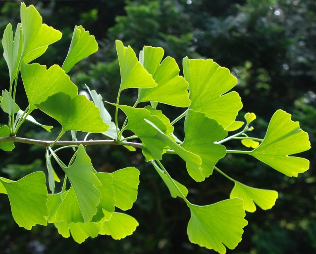 Гинко билоба Ginkgo biloba