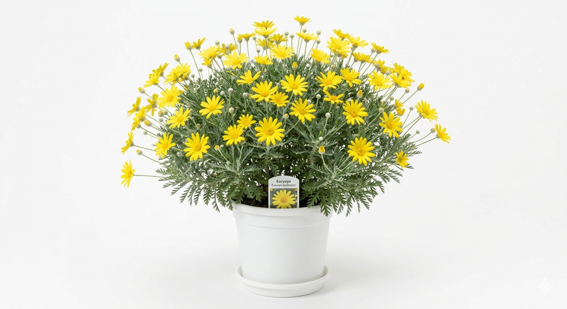Еуриопс 'Euryops pectinatus'