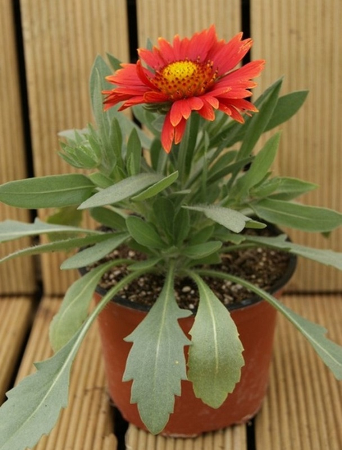 Гайлардия Gaillardia aristata