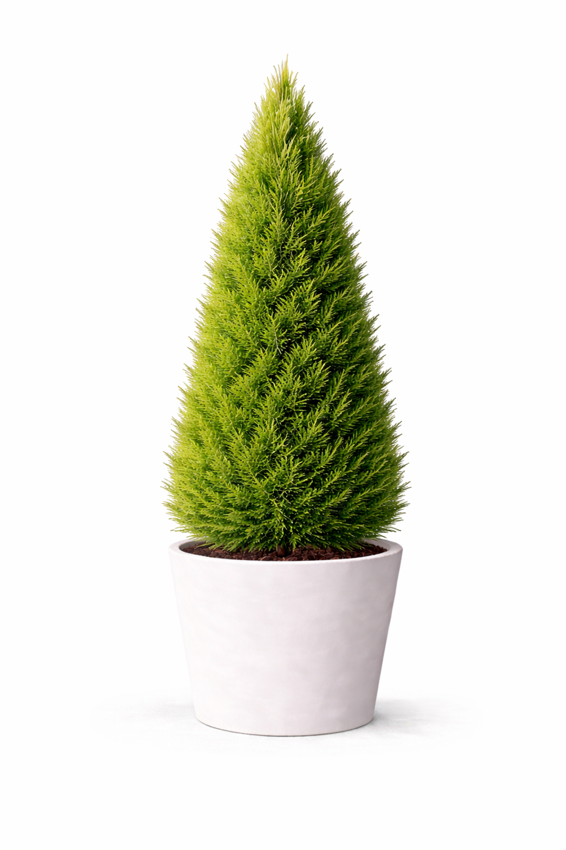 Лейландов кипарис Cupressocyparis leylandii