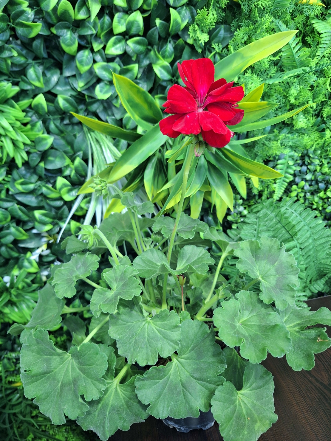 Мушкато  'Pelargonium spp.'
