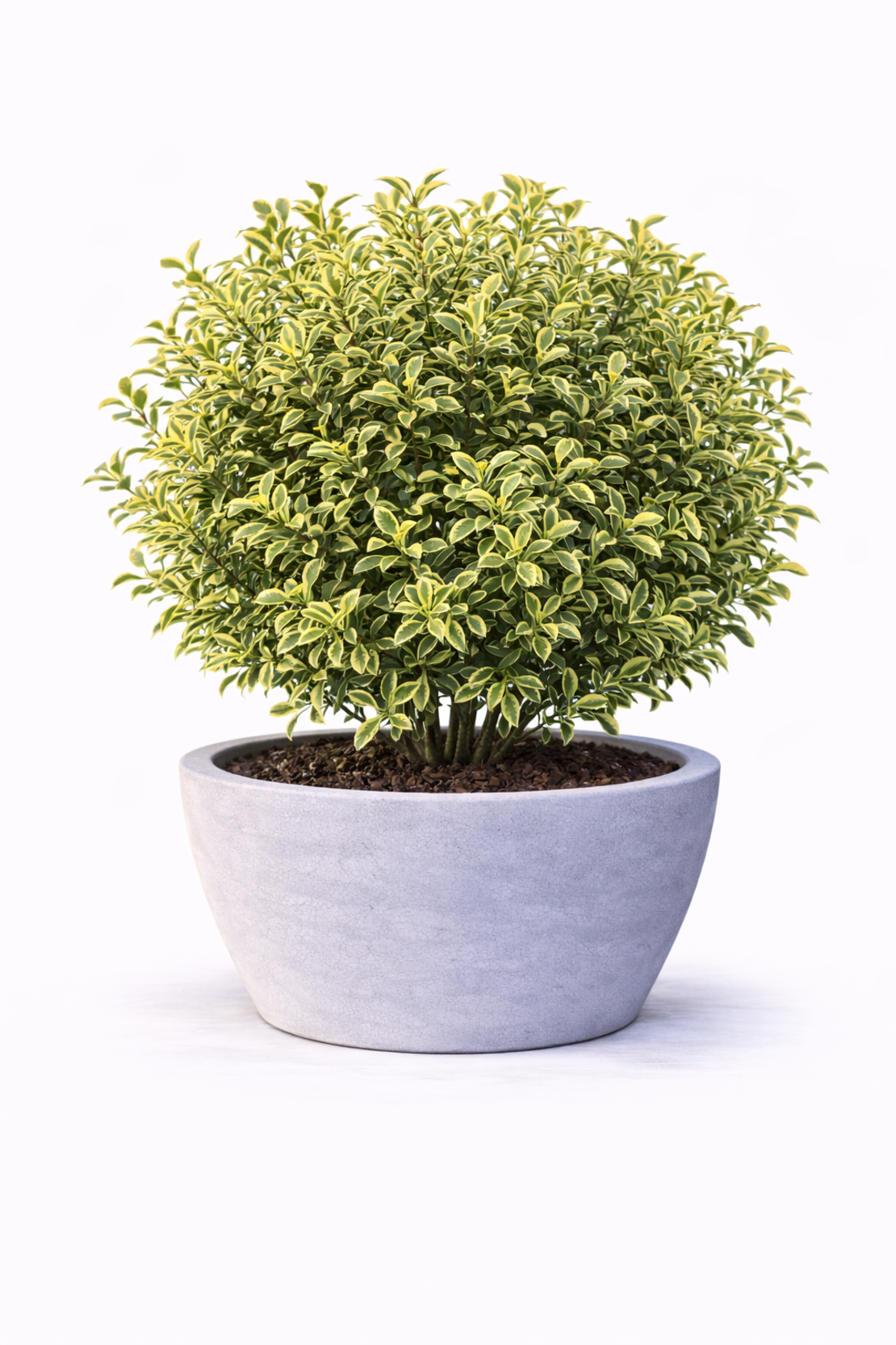 Лигуструм пъстролистен Ligustrum ovalifolium ‘Aureovariegatum’