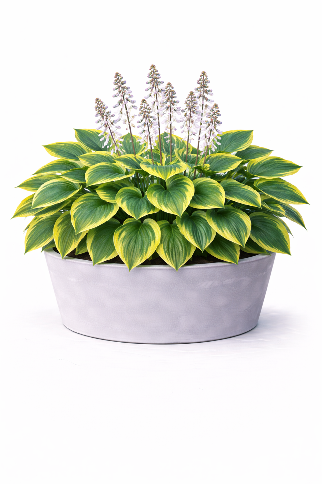 Хоста Hosta spp.