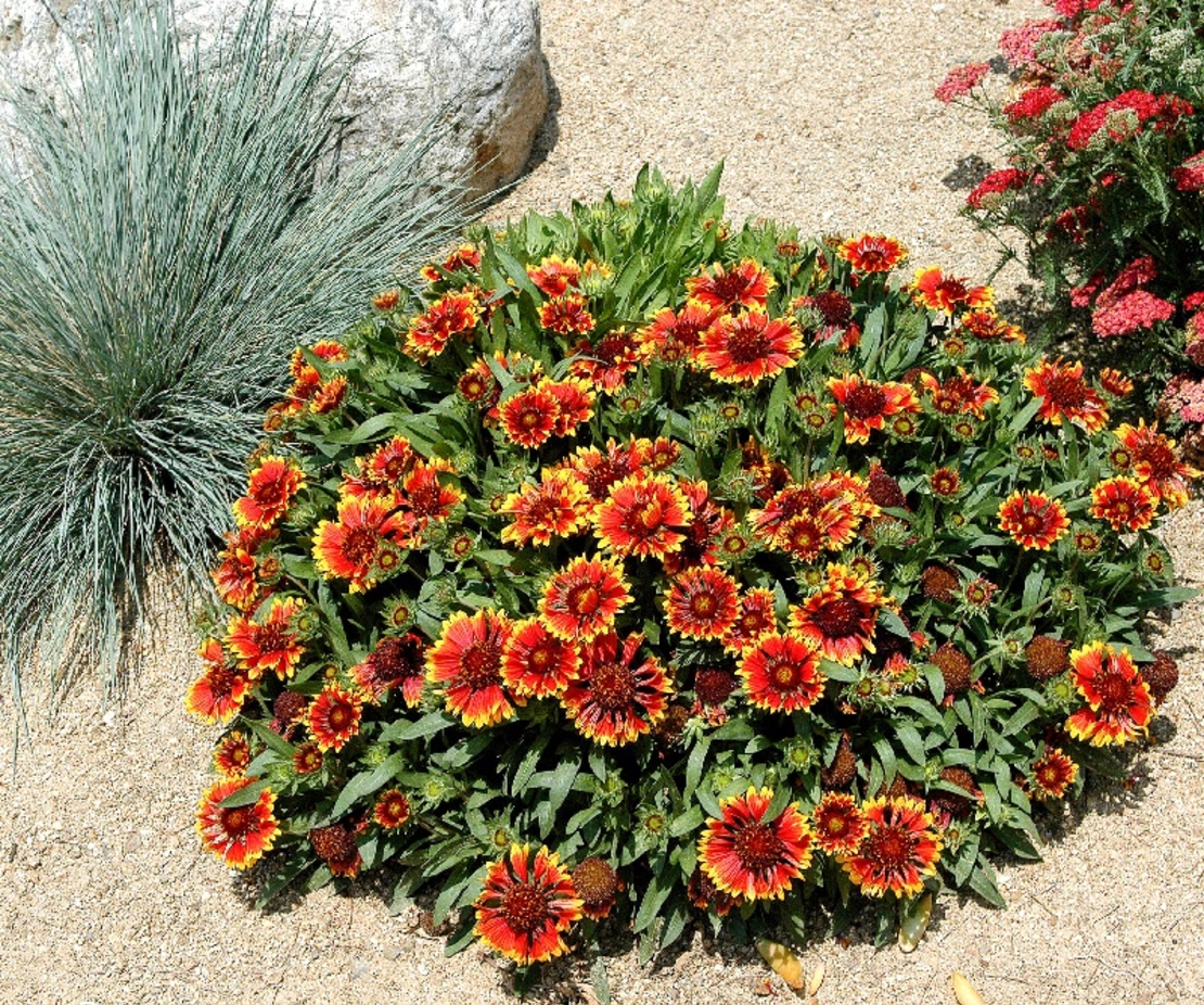 Гайлардия Gaillardia aristata