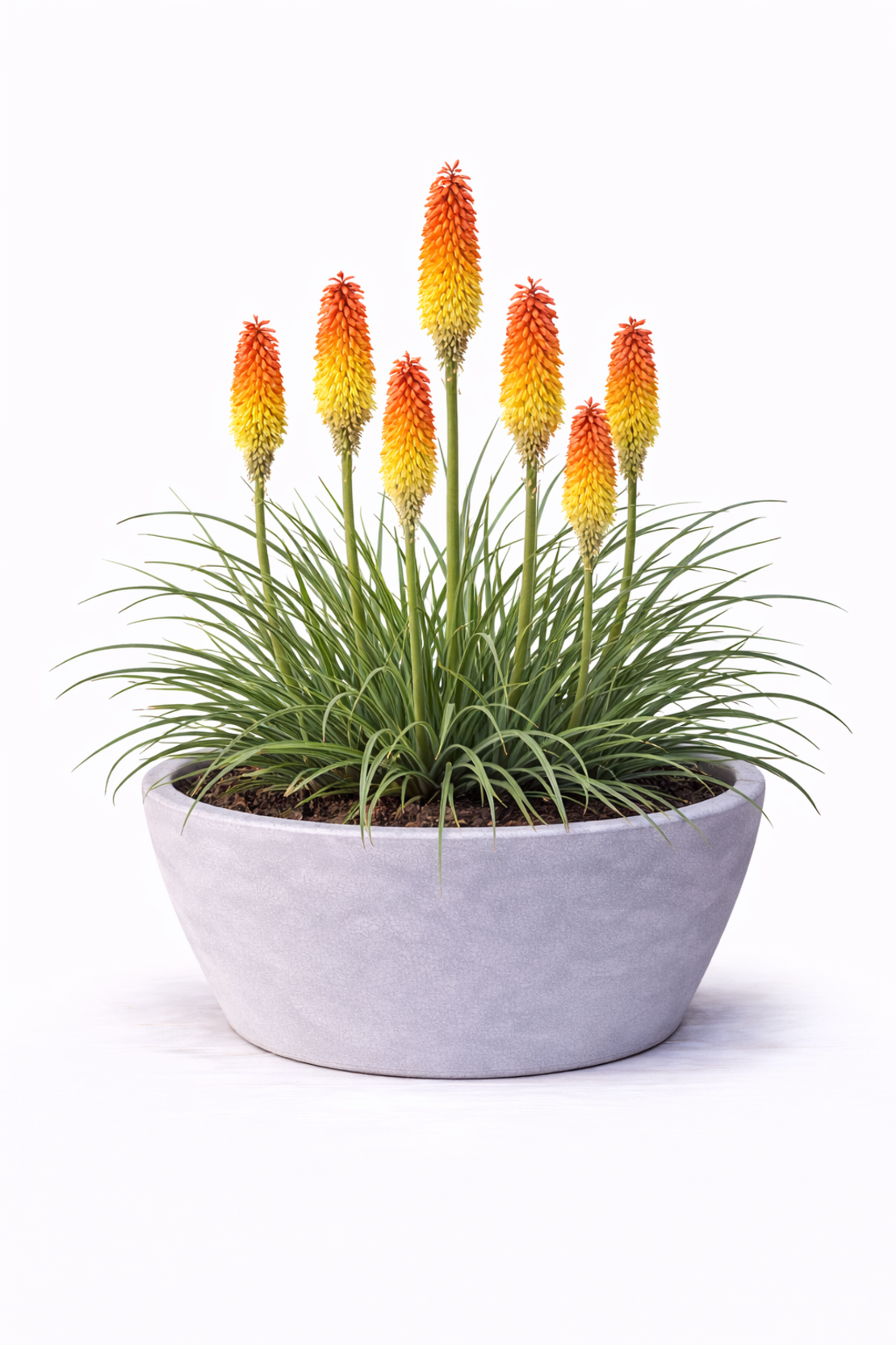 Книфофия Kniphofia uvaria