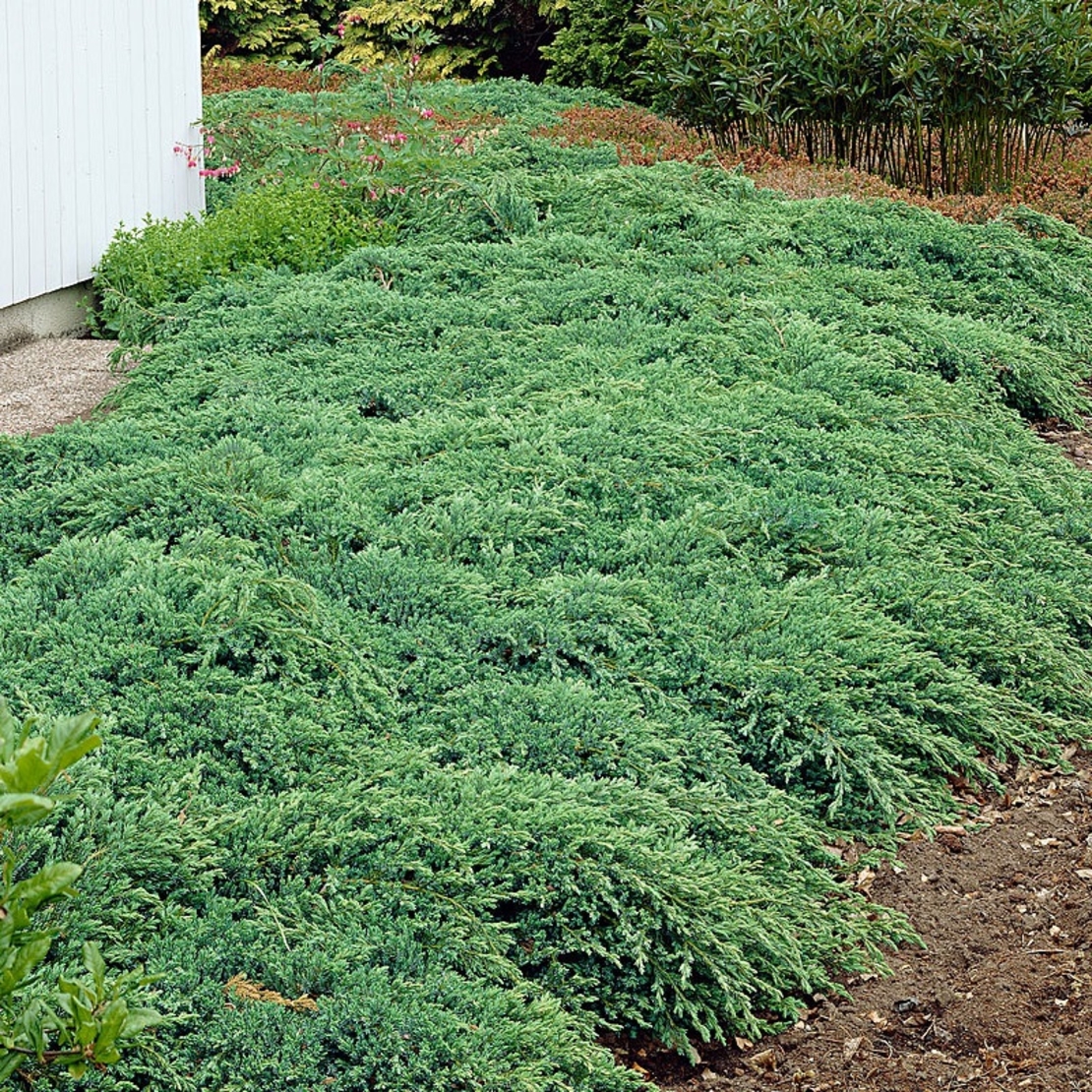 Хвойна хоризонтална ‘Prince of Wales’ Juniperus horizontalis ‘Prince of Wales’