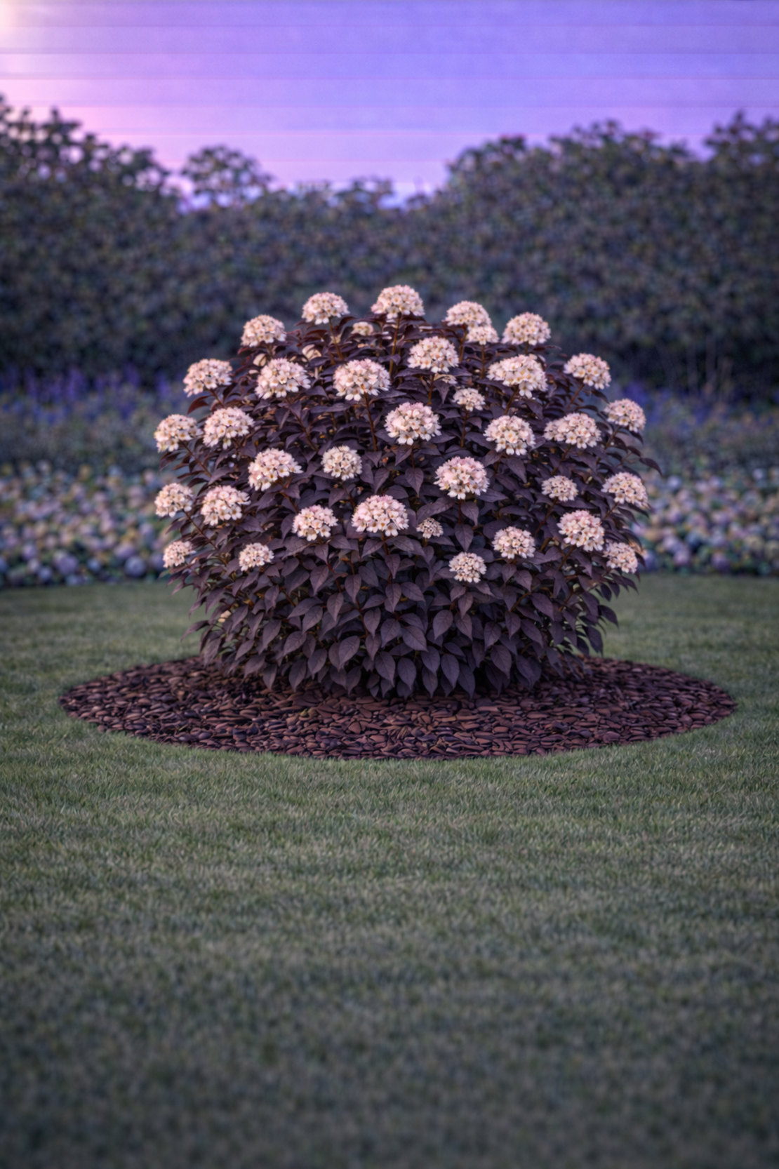 Физокарпус (пурпурен храст) Physocarpus opulifolius