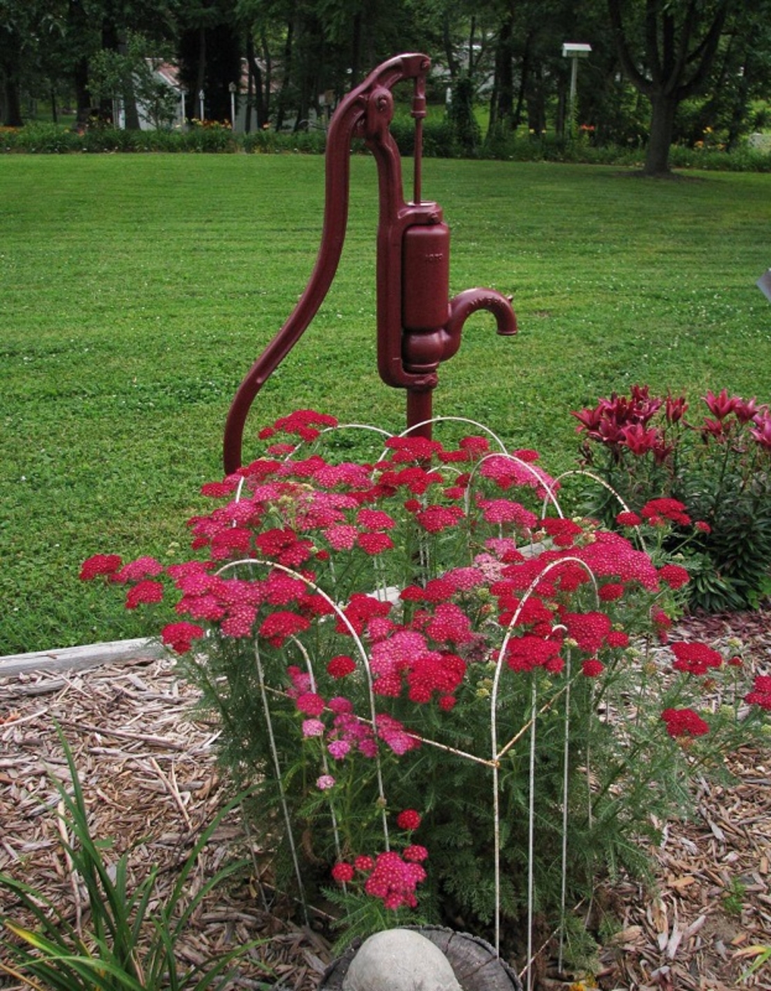 Ахилея (равнец) Achillea spp.