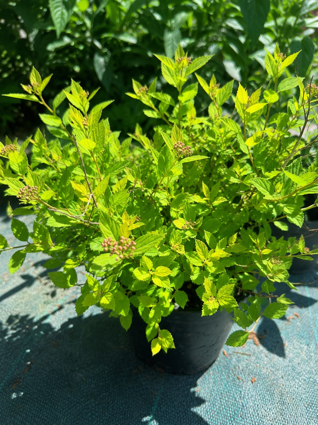 Спирея ‘Little Princess’ Spiraea japonica ‘Little Princess’