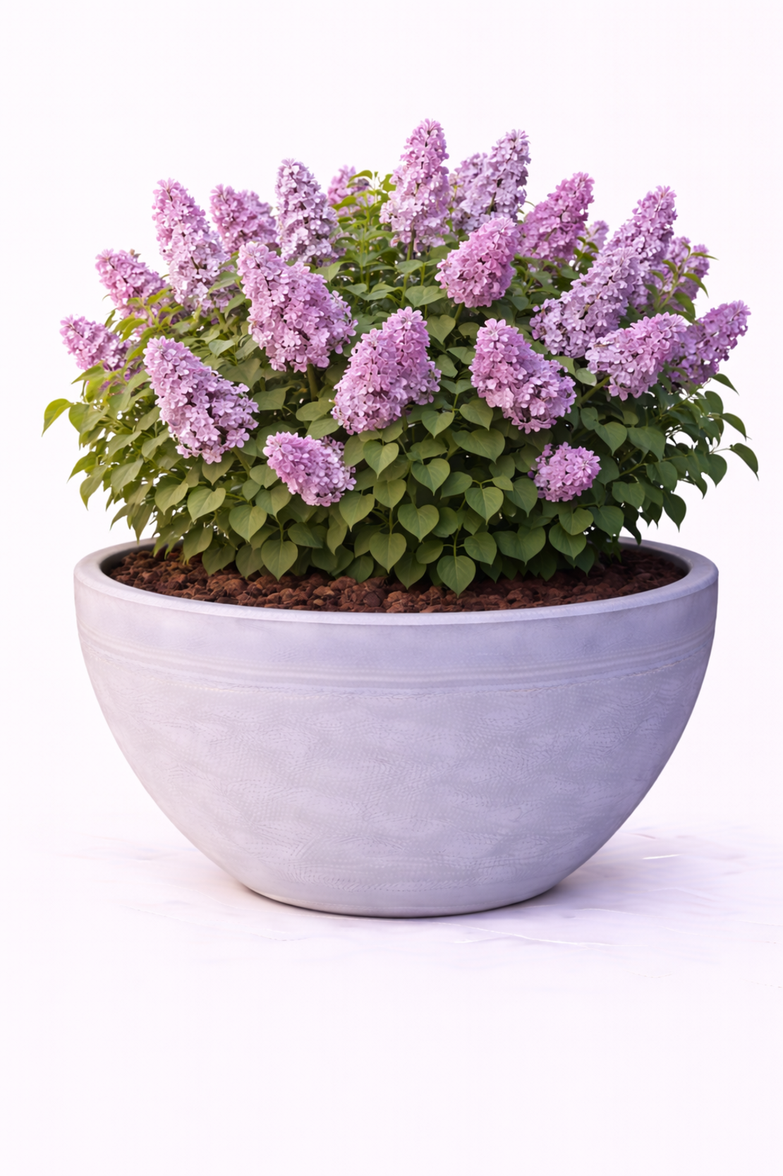 Люляк обикновен Syringa vulgaris