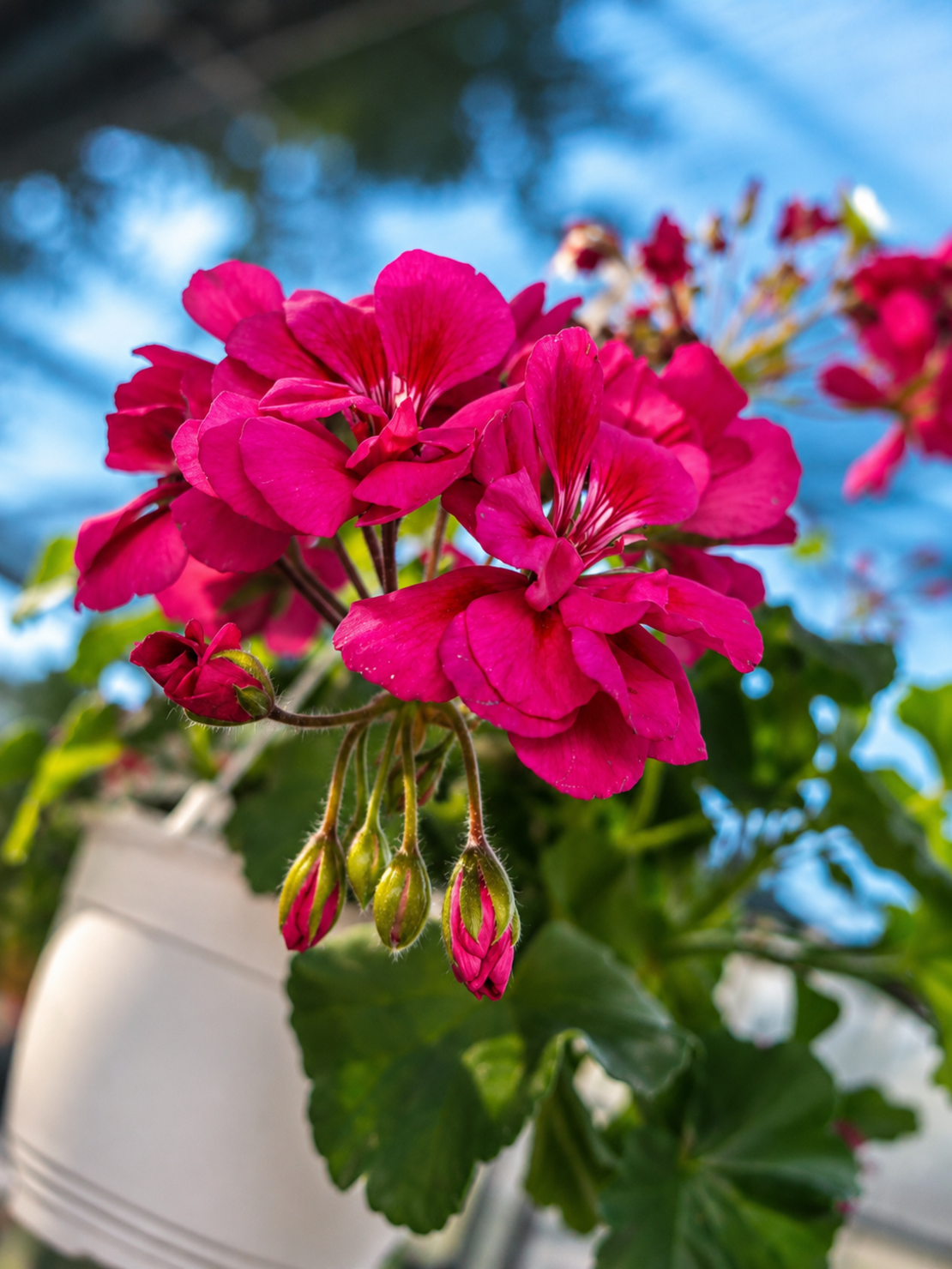 Мушкато  'Pelargonium spp.'