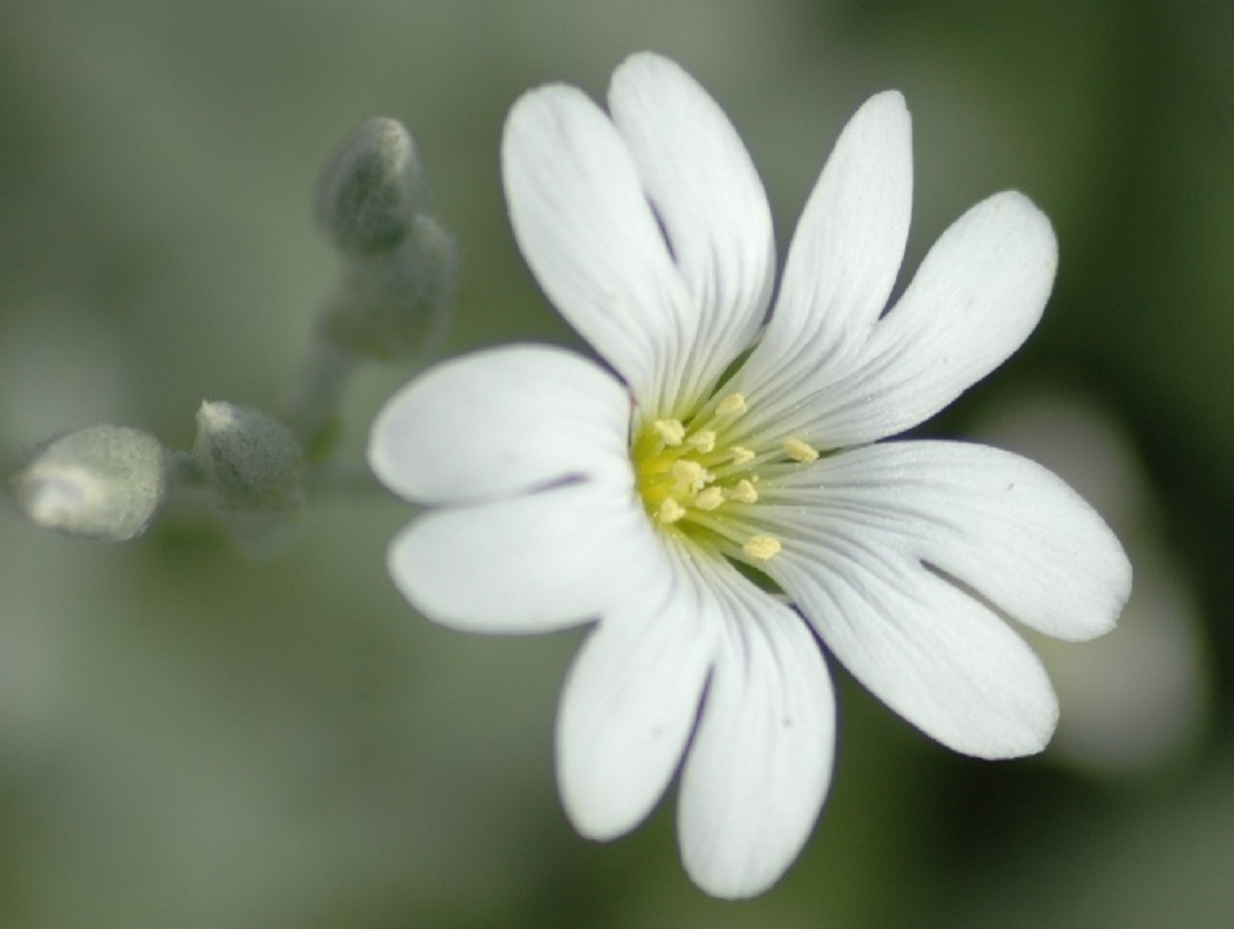 Церастиум (сребърна тревичка) Cerastium tomentosum