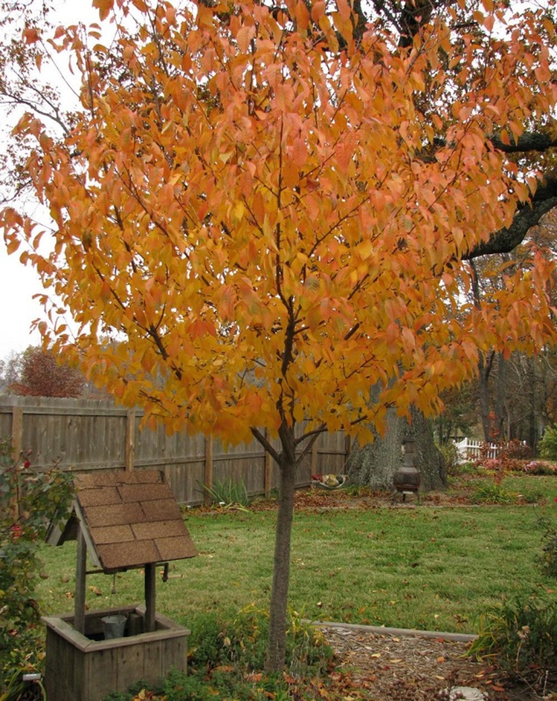 Японска вишна ‘Kanzan’ Prunus serrulata ‘Kanzan’