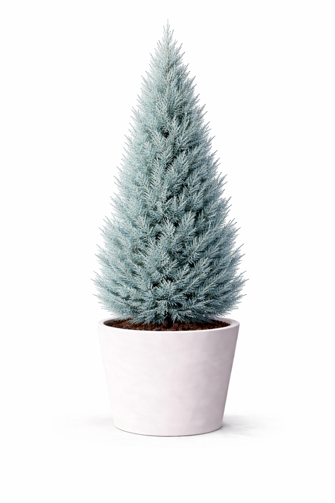 Аризонски кипарис Cupressus arizonica