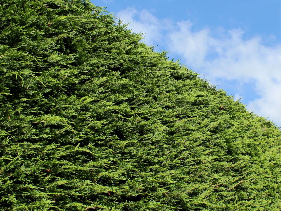 Лъжекипарис лейланд	Chamaecyparis leilandii