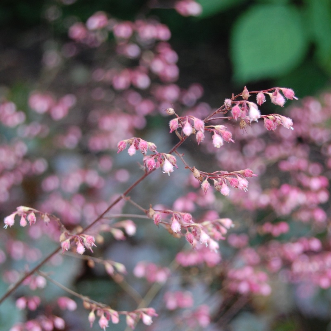 Хойхера (коралокамбанка) Heuchera sanguinea