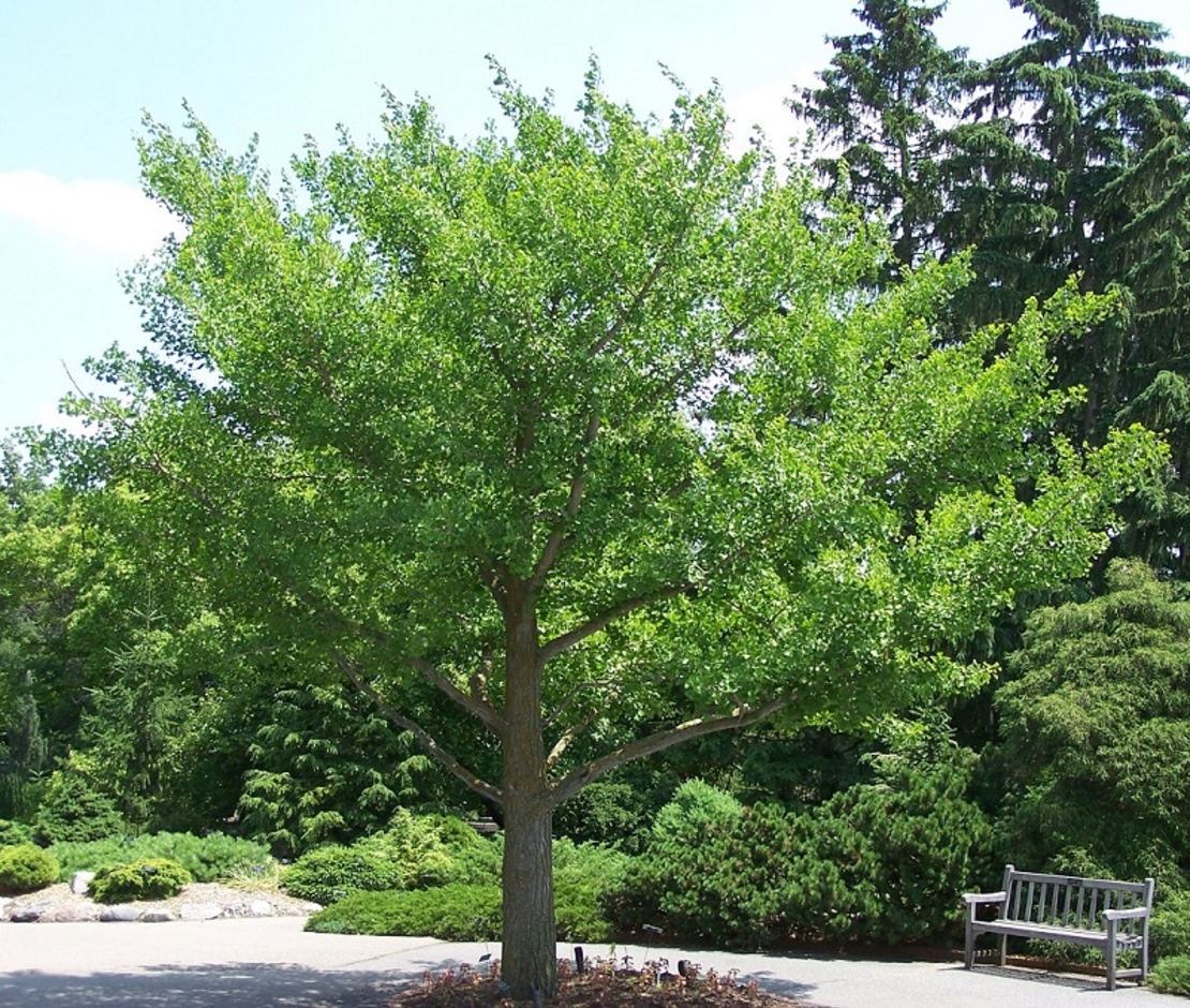 Гинко билоба Ginkgo biloba