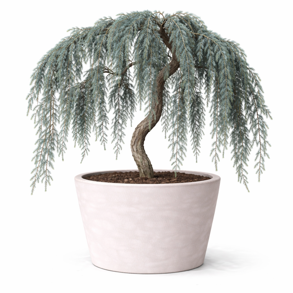 Кедър атласки плачещ ‘Glauca Pendula’ Cedrus atlantica ‘Glauca Pendula’