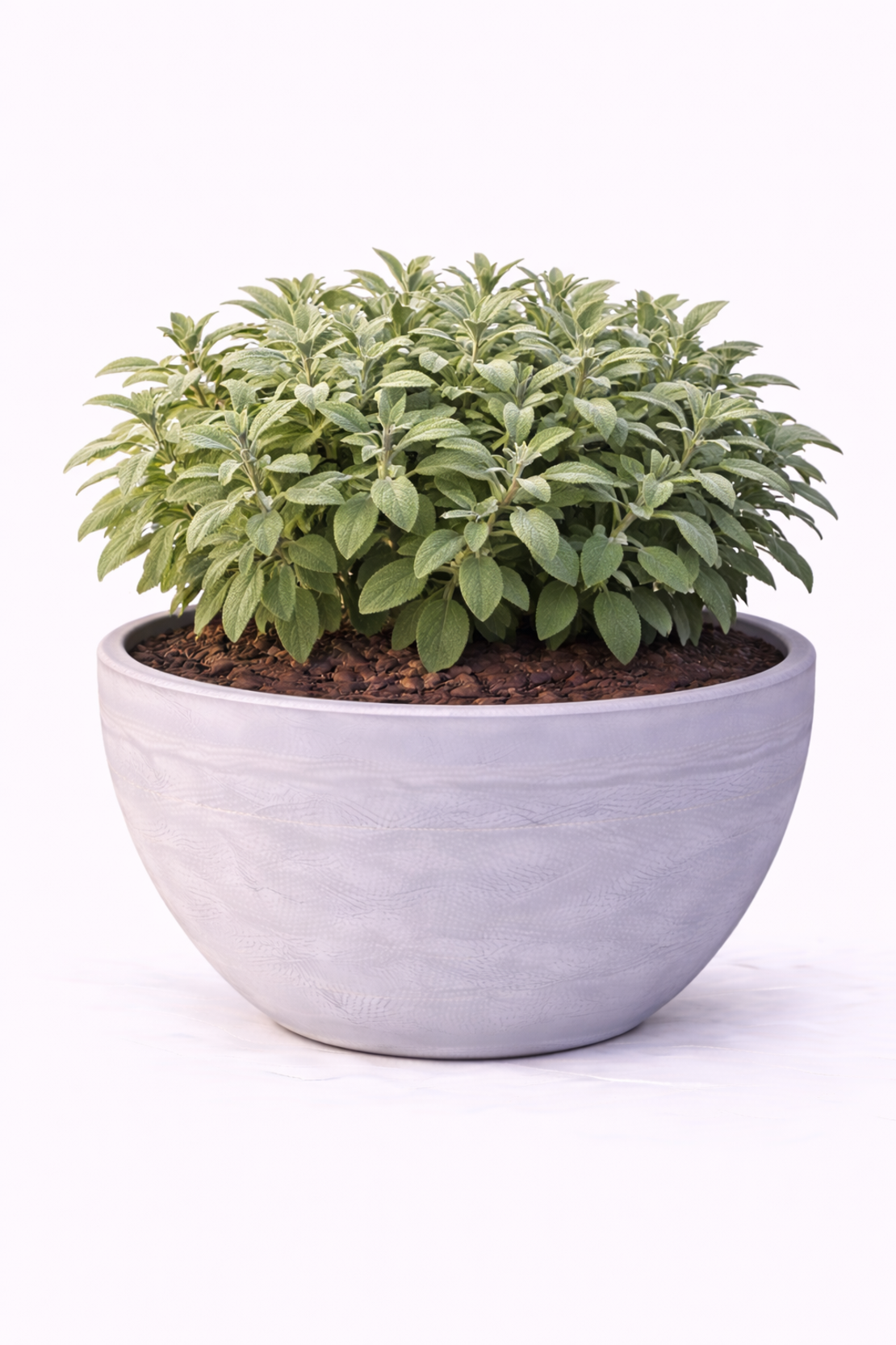 Салвия (градински чай) Salvia officinalis