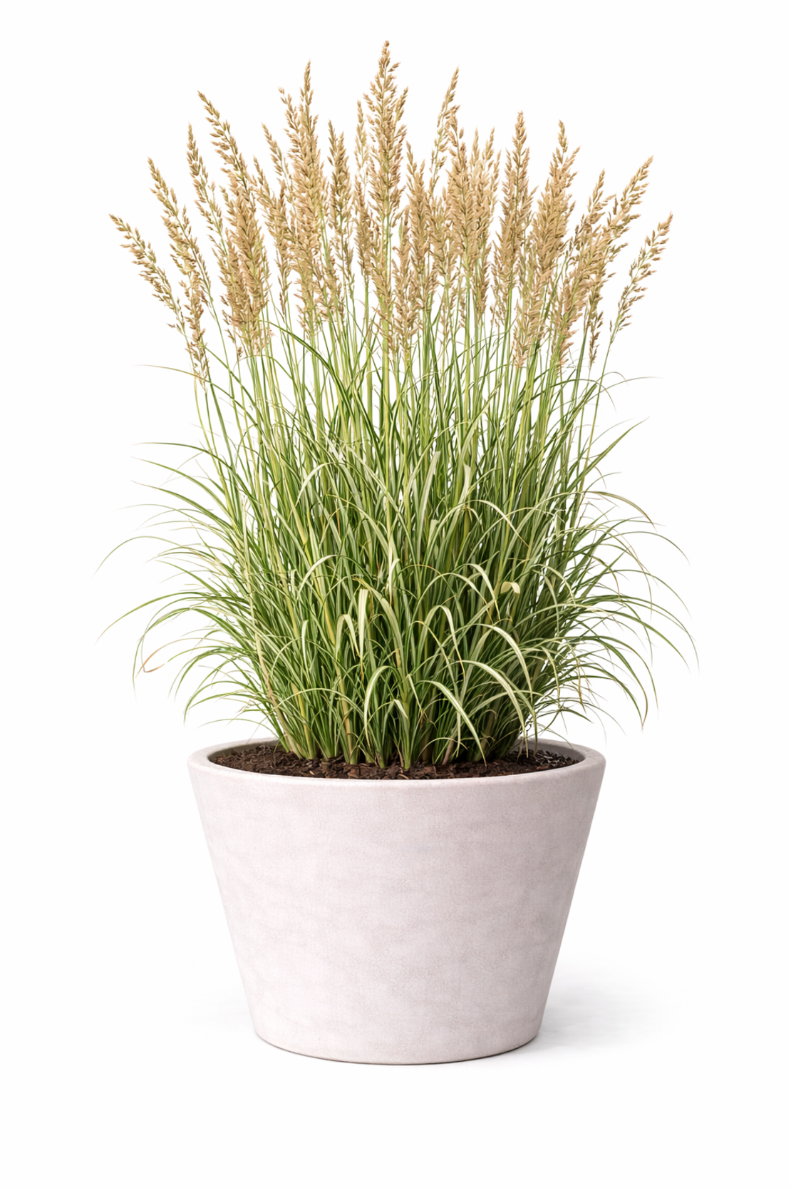 Каламагростис ‘Overdam’ Calamagrostis acutiflora ‘Overdam’