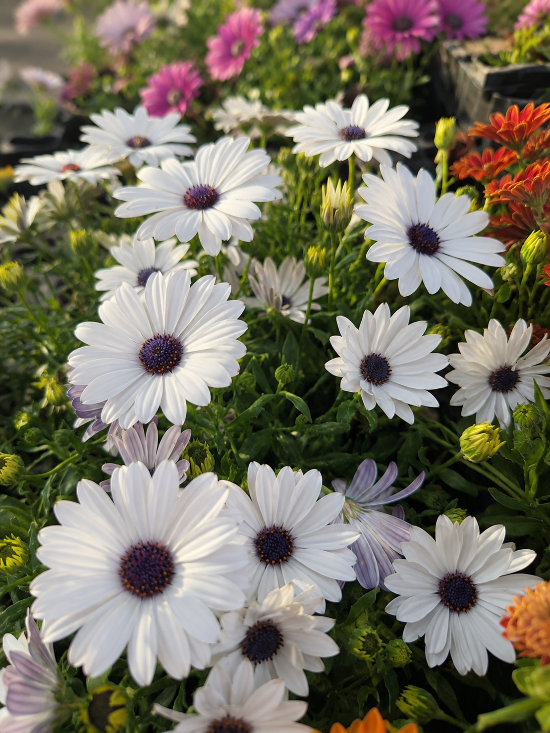 Остеоспермум 'Osteospermum spp.'