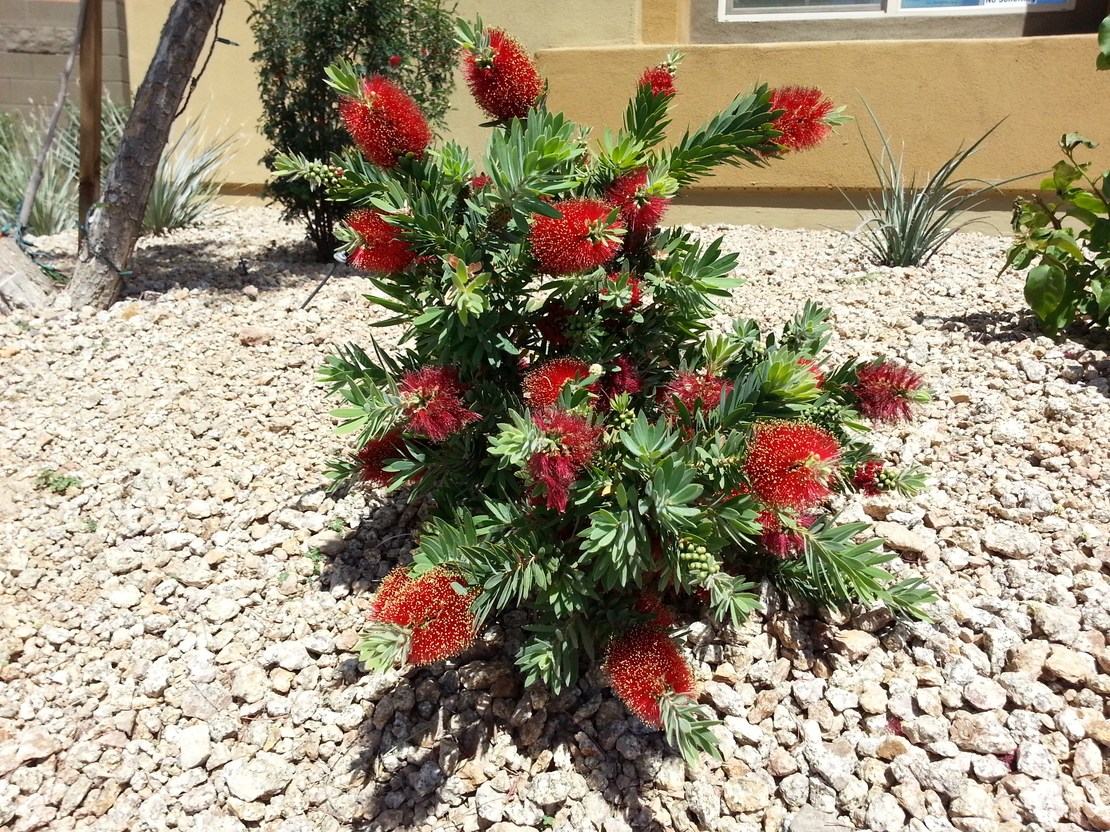 Калистемон (червен) Callistemon citrinus