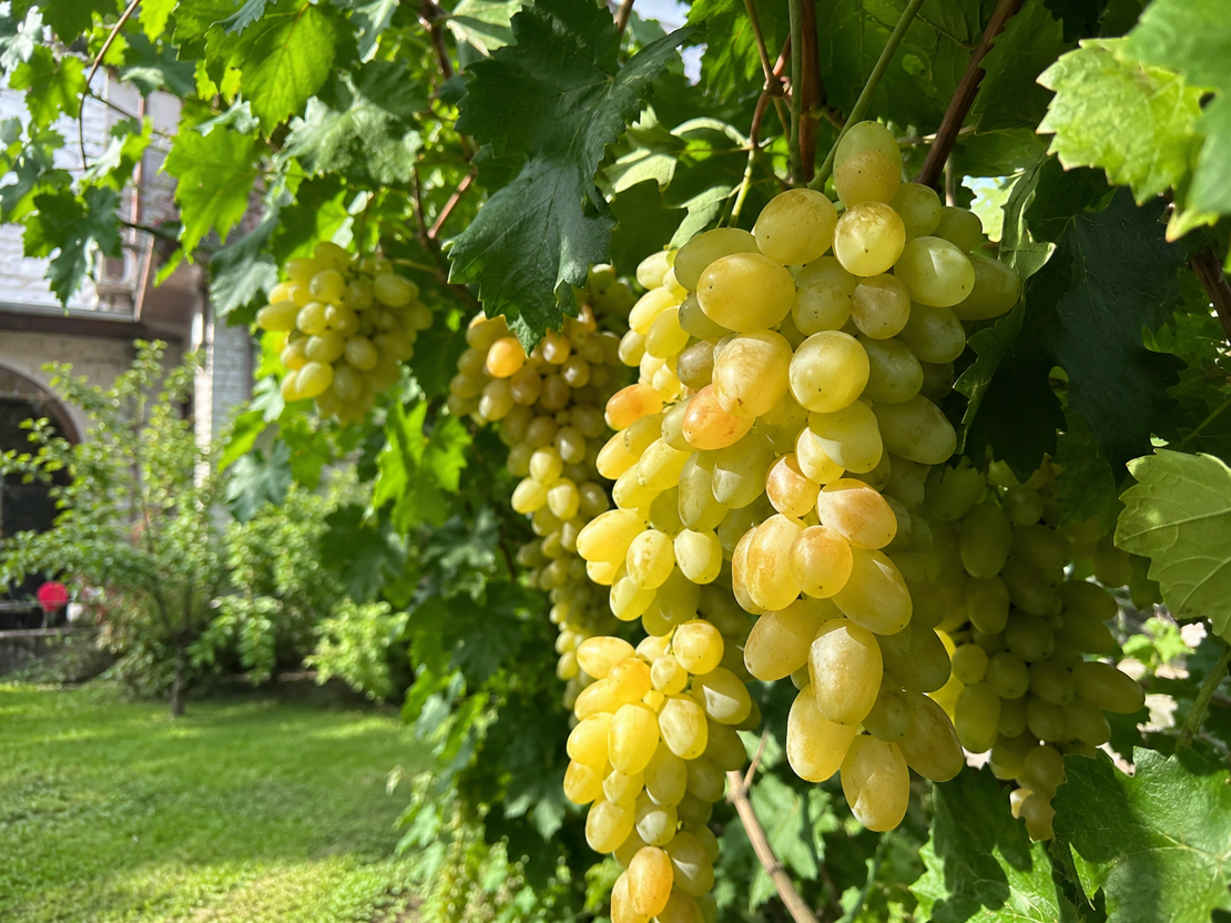 Лоза „Italia“ 'Vitis vinifera Italia’
