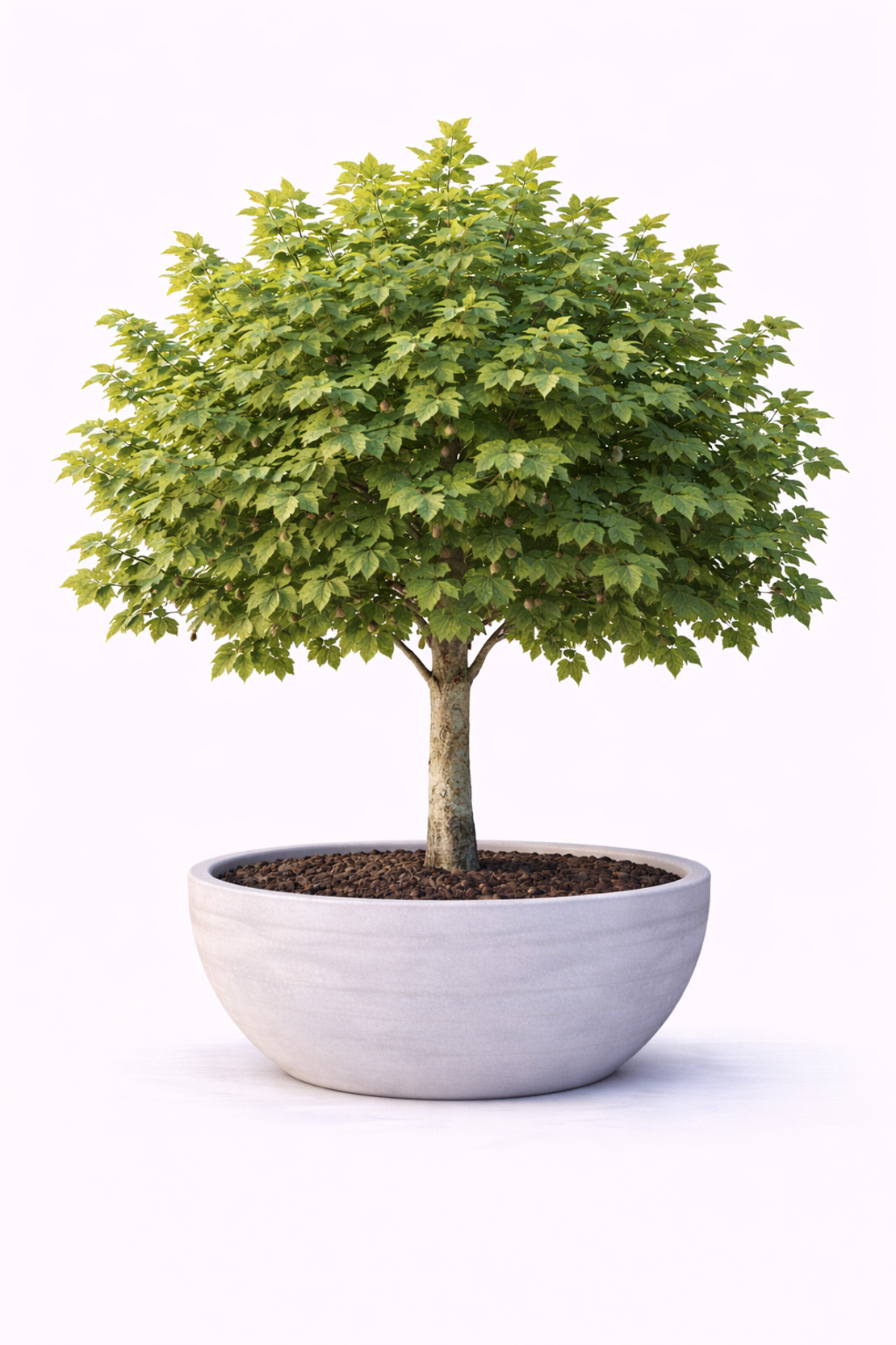 Платан Platanus acerifolia