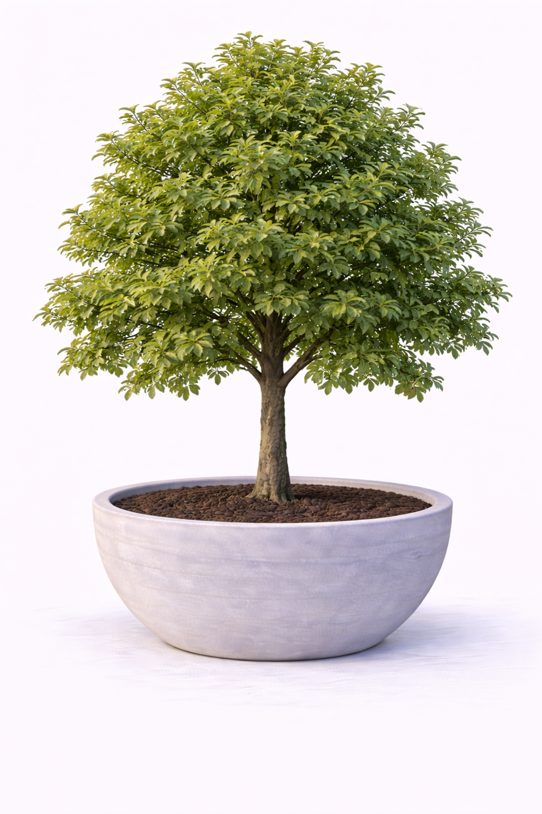 Червен дъб Quercus rubra