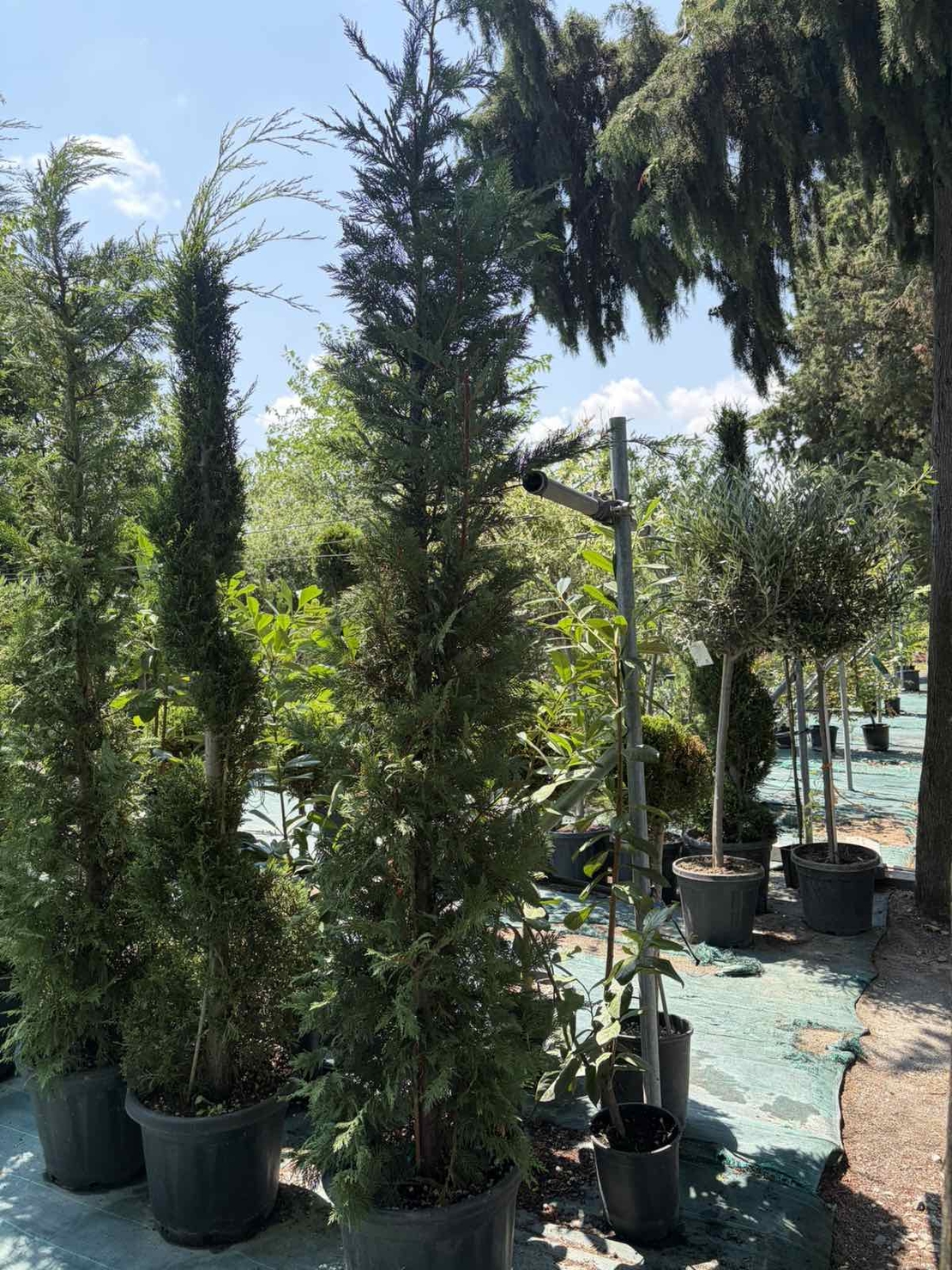 Лейландов кипарис | 'Cupressocyparis leylandii'