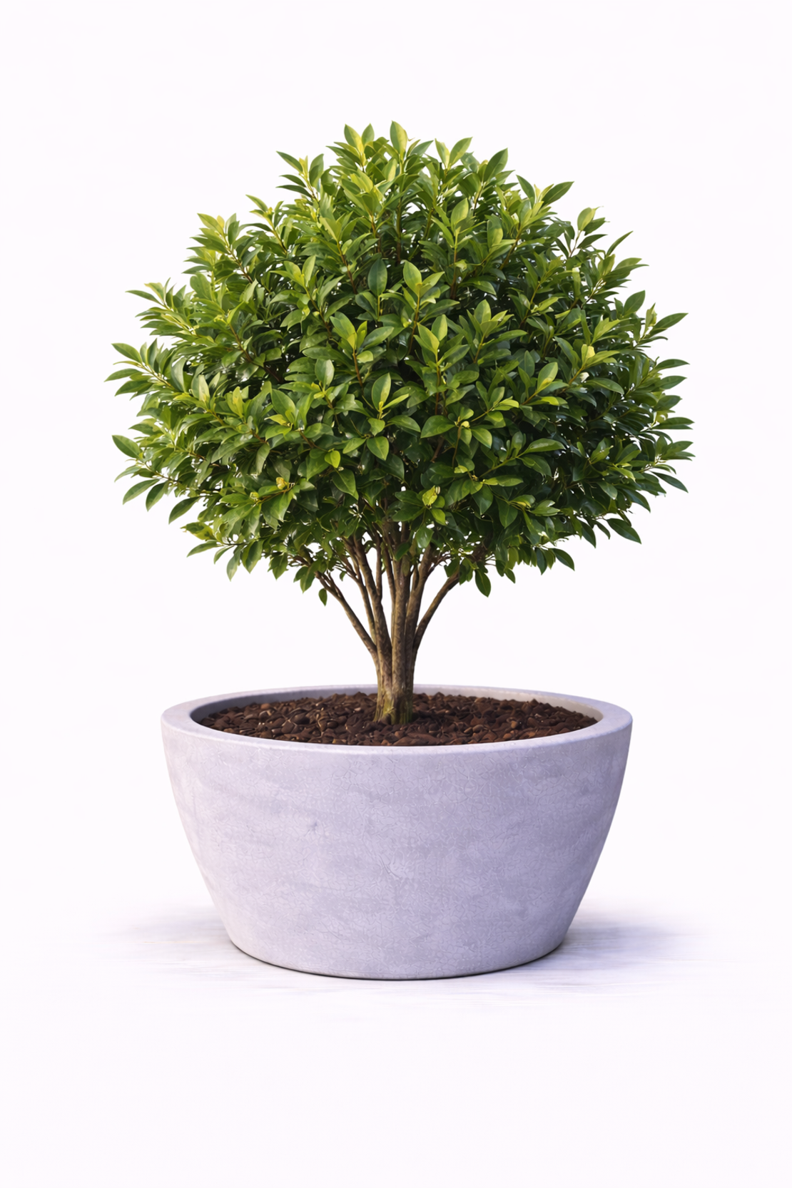 Лаврово дърво (дафинов лист) Laurus nobilis