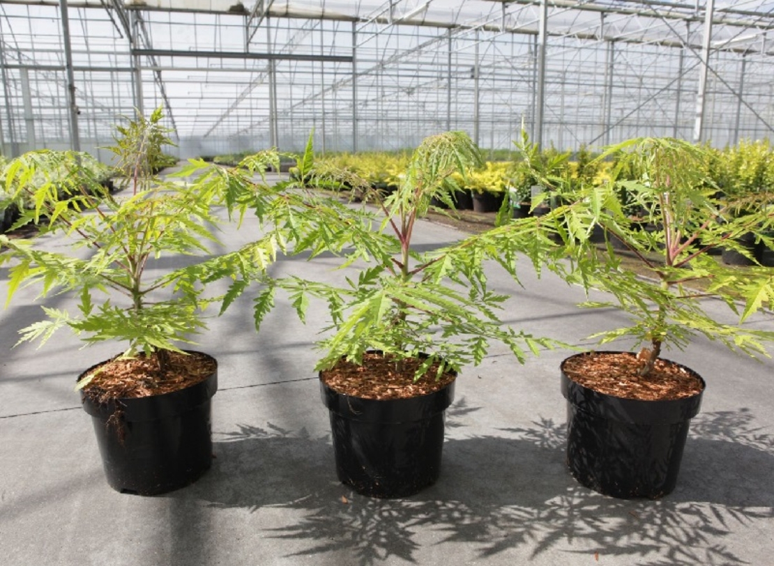 Сумах (оцетно дърво) Rhus typhina