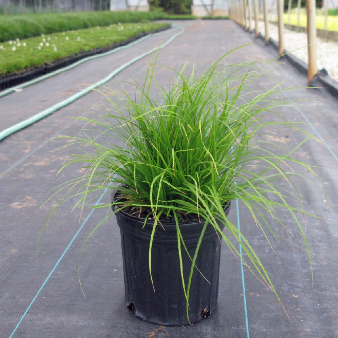 Ерагростис (тревица) Eragrostis spp.